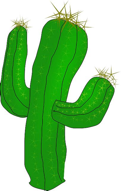 Cactus Desert Cacti Free Vector Graphic On Pixabay