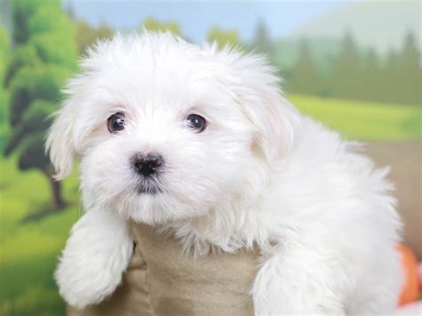 Maltese Dog Female White 2641181 Animal Kingdom Puppies N Love