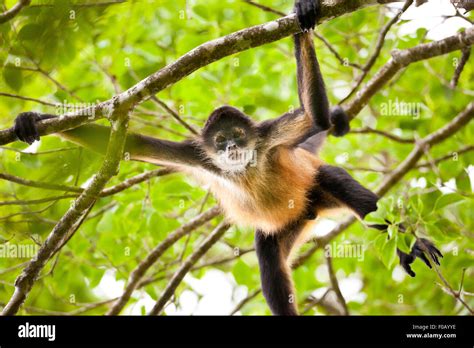 Panama Wildlife With Azuero Spider Monkey Ateles Geoffroyi Azuerensis