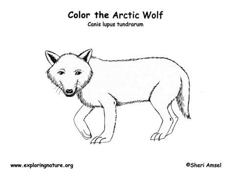 Animal jam arctic wolf coloring pages to print. Wolf (Arctic) Coloring Page -- Exploring Nature ...