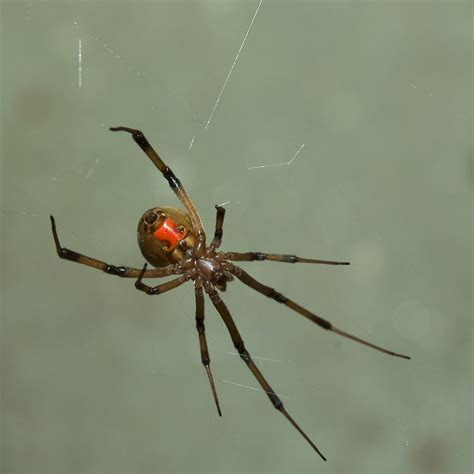 Brown Widow Arthropods Of South Africa · Inaturalist