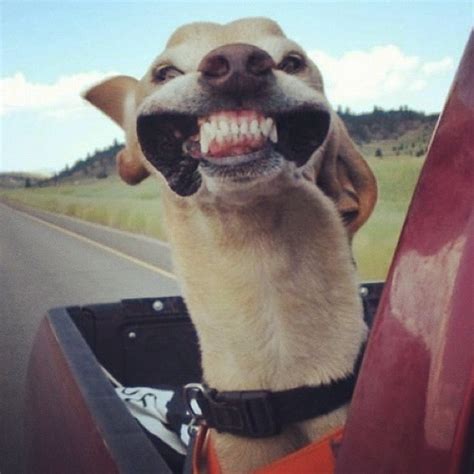 Dog Fun Funny Teeth Smile Air Wind Car Newson242