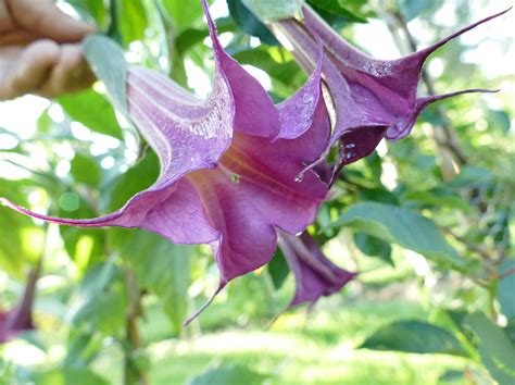 Purple Rain Brugmansia Growers International