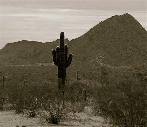 My dogs tore apart a cactus toy, to reveal another, sad cactus toy. WizuS — #thatsallfolks #goodnight #middlefinger #cactus...