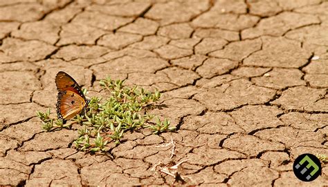 desertification what it means and why it matters ecomatcher
