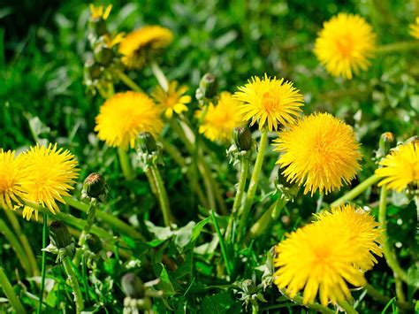 Some are small with little white flowers and others don't bear flowers. What is a garden weed and what is not? | lovethegarden