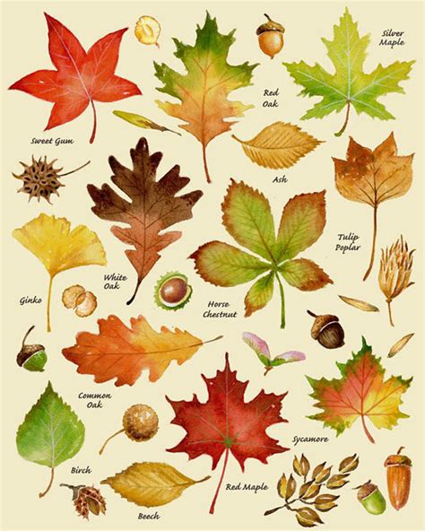Autumn Leaves Print Leaf Varieties Types Of Leaves Seeds Fall