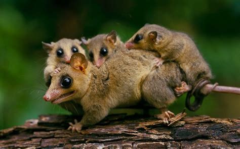 Encuentra este pin y muchos más en animales lindos, de viviana betancourr. MOM AND BABY'S - MONITO DEL MONTE @ Colocolo ...