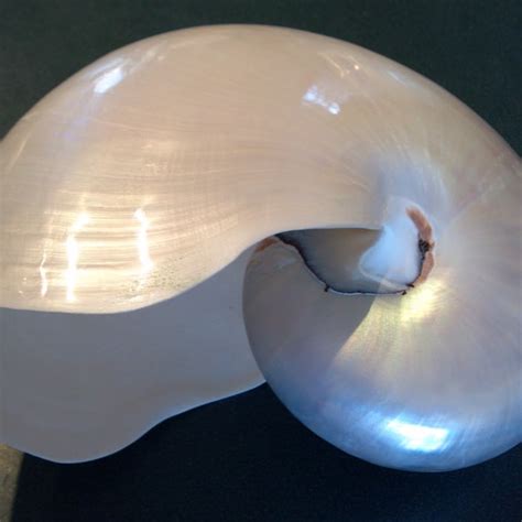 Extra Large Nautilus Shell Etsy
