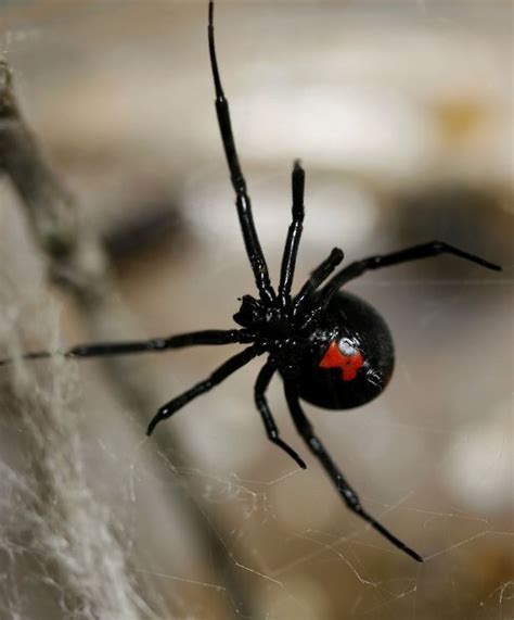 The black widow spider (latrodectus spp.) is a spider notorious for its neurotoxic venom (a toxin that acts specifically on nerve cells). Deadly 'Daesh spiders' invade Iraq as locals blame US for ...