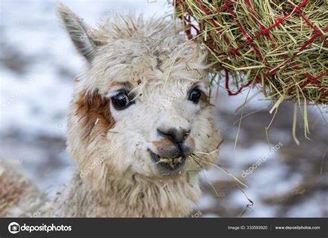 A Funny Alpaca Close Up Eating Grass And Chewing Beautiful Llama Farm