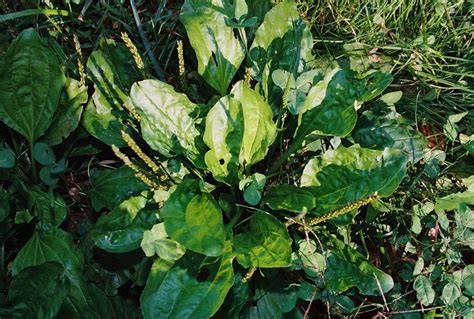 Plantain Is One Of The Most Common Weeds In Lawns And A Powerful