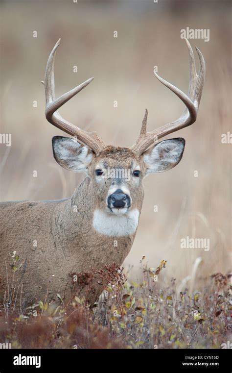 Whitetail Buck Portrait Western Montana Stock Photo Alamy