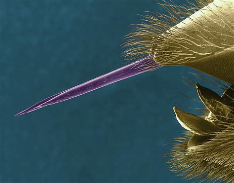 Bee Stinger Photograph By Dennis Kunkel Microscopyscience Photo