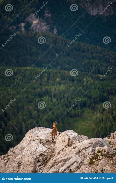 View Of Goat On Julian Alps In Italy Stock Photo Image Of Mountain