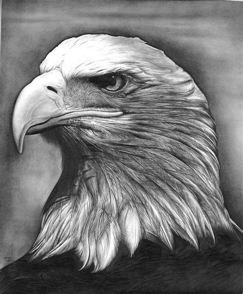 Eagle Etsy Realistic Animal Drawings Eagle Drawing Animal Drawings