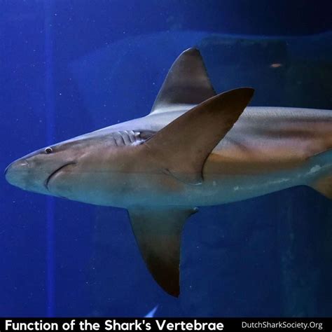 Are Sharks Vertebrates Or Invertebrates An T M