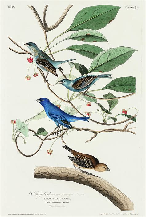 Indigo Bird Drawing By John James Audubon Pixels