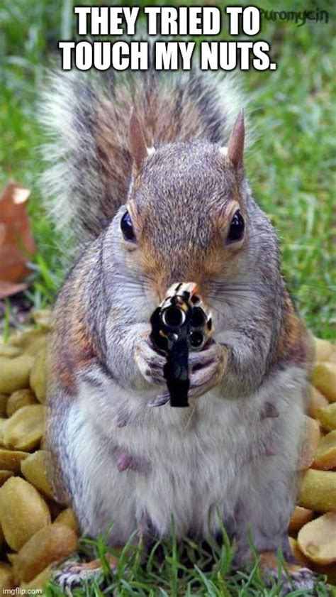 Killer Squirrel Imgflip