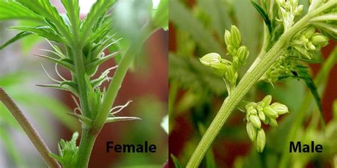 Complete Guide To Cannabis Gender Identification Decoratedme
