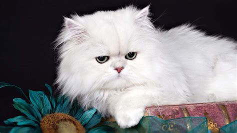 Unlike more athletic cats, they prefer lounging on a sofa to scaling the heights of your bookcase or fireplace mantel. Persian cat - Price, Personality, Lifespan