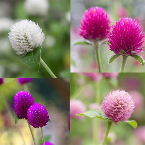 Globe Amaranth Tall Mix Seeds The Seed Collection