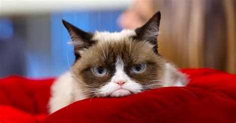 Goodbye Grumpy Cat The Internets Most Beloved Feline Has Passed On