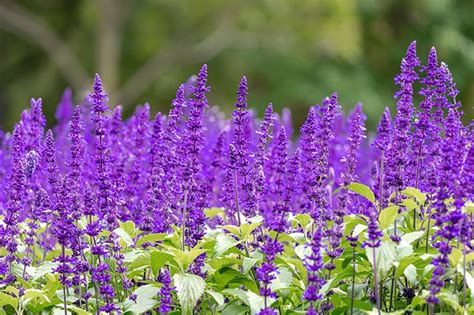 Purple Flowering Shrubs For Sale Buying And Growing Guide