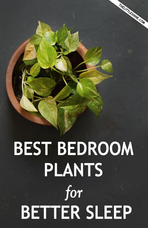 Best Bedroom Plants That Help You Sleep Better The Little Shine