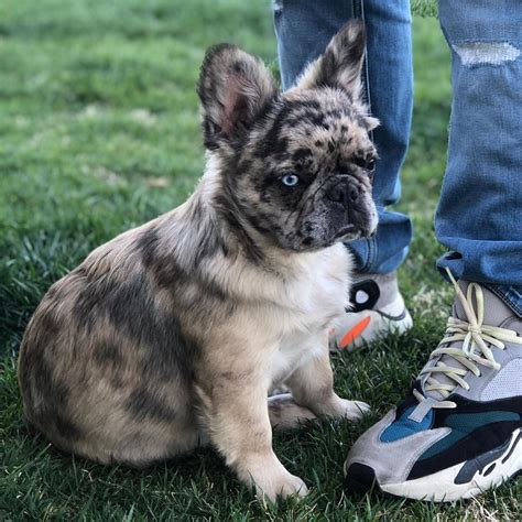Exotic French Bulldog For Salefrench Bulldog Exotic Colors For Sale