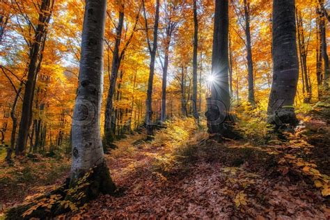 Sun Rays Through Autumn Trees Natural Stock Image Colourbox