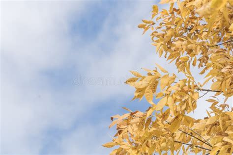 Fall Foliage Background Of Yellow Texas Cedar Elm Leaves Stock Image