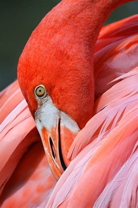 Daily Dozen — Photos National Geographic Your Shot Flamingo