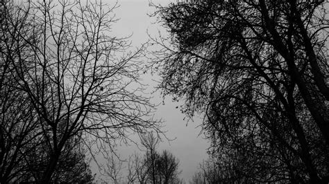 🥇 Black And White Trees Autumn Season Monochrome Wallpaper 101971