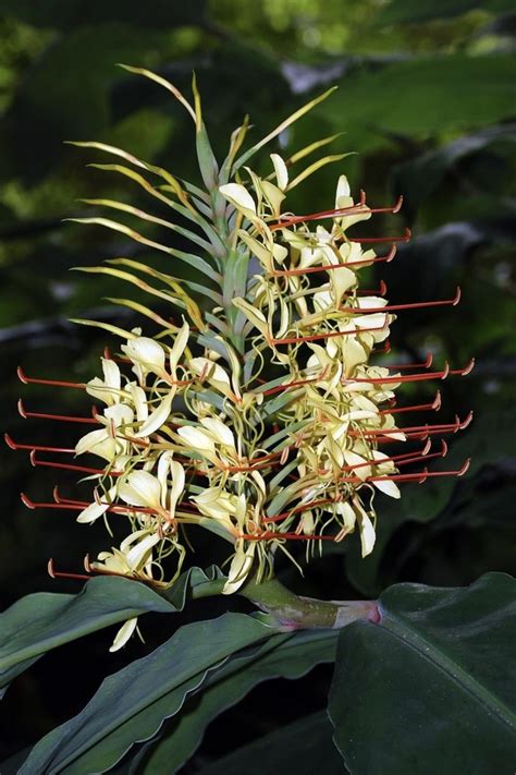 Ginger Lilies Plant Care And Collection Of Varieties