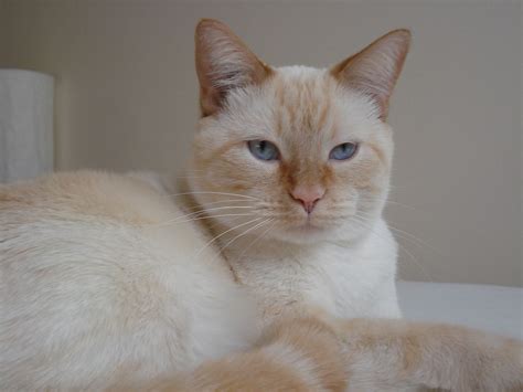 Siamese Cat Types Flame Point