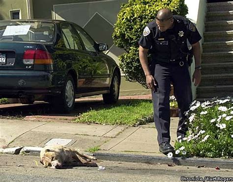 Sf Police Shoot Pit Bull Sf Officers Fire 30 Bullets To Kill Pit Bull Woman Bitten