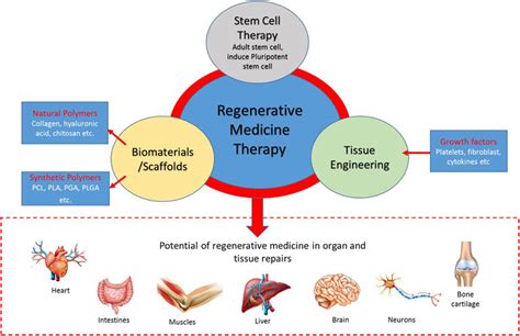 Frontiers Regenerative Medicine Therapy In Malaysia An Update