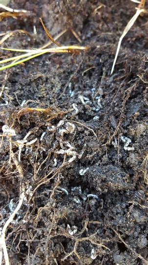 Tiny White Wormsgrubs Grows On You