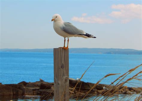 Wallpaper Birds Animals Sea Shore Beach Coast Bird Ocean Gull