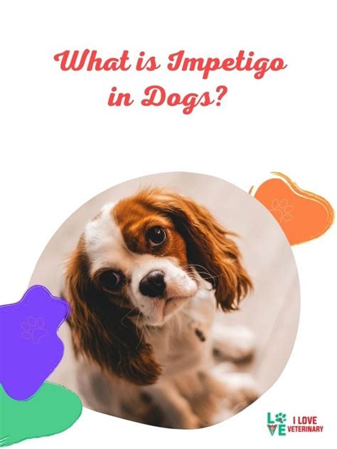 What Does Impetigo Look Like On A Dog