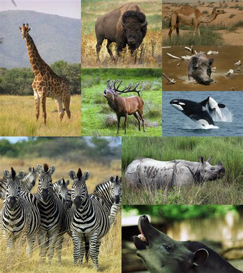 Animals Encyclopedia
