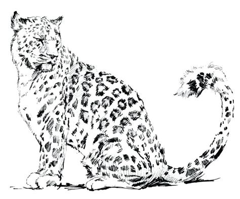 Get free printable coloring pages for kids. Snow Leopard Coloring Pages at GetColorings.com | Free ...