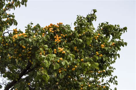 Apricot Tree Care Tips To Keep Them Healthy And Happy