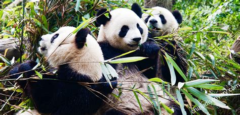 Chengdu Panda Base Research Base Of Giant Panda Breeding
