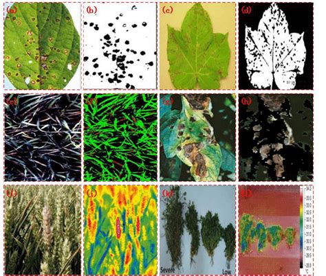 Leaf Disease Detection Leafandtrees Org