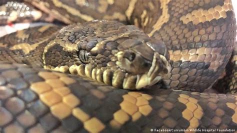 Tick Infested Snake Recovering But ′not Out Of The Woods Yet′ News