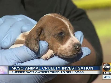 Mcso Investigating Animal Abuse Case In Mesa