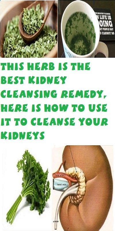 This Herb Is The Best Kidney Cleansing Remedy Here Is How To Use It To