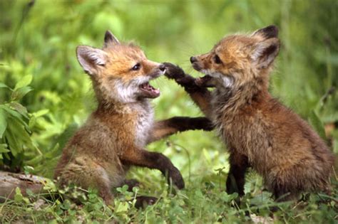 Edge Of The Plank Cute Animals Fox Cubs